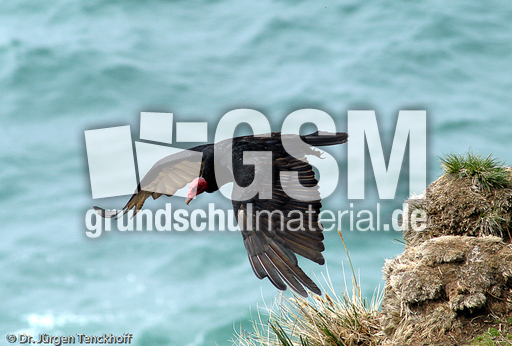 Truthahngeier (7 von 14).jpg